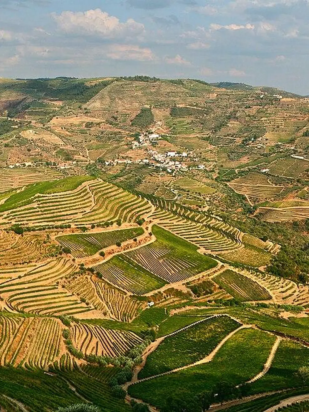 Encostas de vinha em socalcos no Vale do Douro